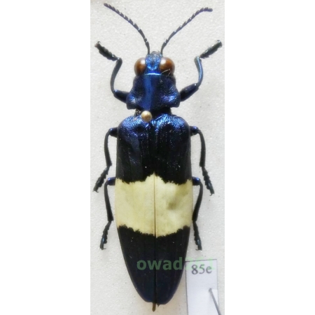 Chrysochroa castelnaudi H. Deyrolle, 1862 35mm Malaysia85e